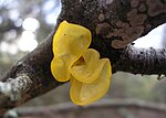 Thumbnail for Tremella mesenterica