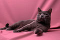 Chat de race Chartreux