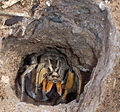 The silken tunnel of a burrowing wolf spider