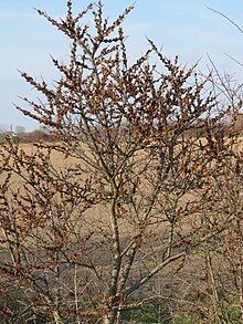 20150322Hippophae rhamnoides1.jpg