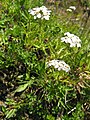 Achillea moschata