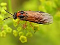 Athalia rosae en Pastinaca sativa. Alemania