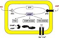 Synthese und Rezeptoren von cGMP