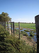 Prairie inondée en Camargue.