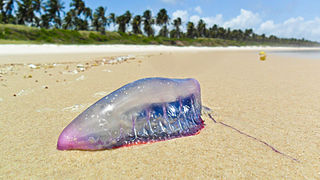 Man o' war beached in Brazil