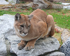 Puma (Puma concolor)