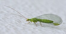 Crisopid July 2013-9a.jpg