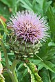 Cynara scolymus