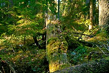 Bois mort dans une forêt d'épicéas.