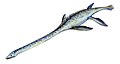 Elasmosaurus (Plesiosauria)