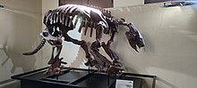 brown skeleton of a quadruped