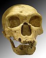 Homo neanderthalensis