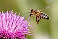 Honey bee approaching a milk thistle flower