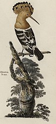 The hoopoe was recorded as residing in Britain in the 18th century