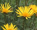 Inula hirta