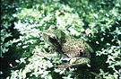 Laubfrosch