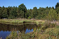 s Hochmoor (Tourbière)