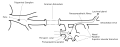 An illustration of the path of the Maxillary nerve.