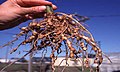 Root-knot galls caused by the nematode Meloidogyne