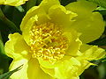 Paeonia ludlowii (đồng nghĩa Paeonia lutea thứ ludlowii)