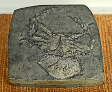 Fossile de Neptunus granulatus