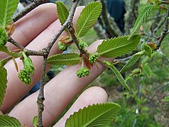 Ramo com inflorescência masculina de rauli (Nothofagus alpina).