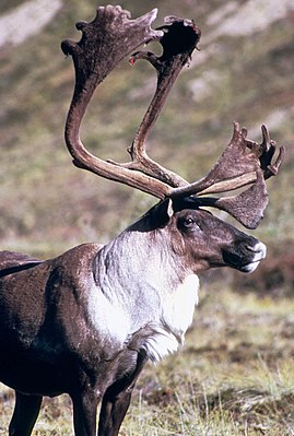 Rendiart (Rangifer tarandus) uun Nuurdameerikoo