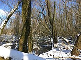 Winteraspect van een wilgenvloedbos