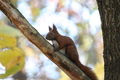 Red squirrel