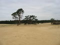 Sandverwehung „De Pollen“ im Nationalpark Hoge Veluwe