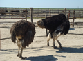 An ostrich farm in Prymorske