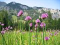 Allium schoenoprasum