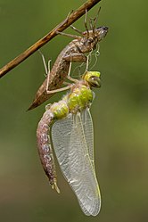 Große Königslibelle (Anax imperator) (von L. B. Tettenborn)