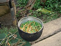 Picture of pot containing ayahuasca. Photo taken in Ecuador