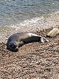 Thumbnail for Mediterranean monk seal