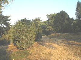 Jeneverbesstruweel op Brouwhuissche Heide