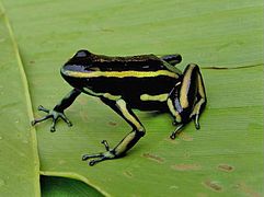 Dendrobates truncatus