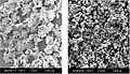 The flaky interlocking rhenium powders become dense separate spheres after the induction plasma spheroidization processing