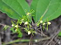 Naravelia laurifolia