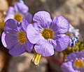 Phacelia fremontii