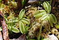 La grassette du Portugal (Pinguicula lusitanica).