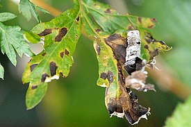 Septoria artemisiae