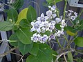 Stamme Asclepiadeae: Calotropis gigantea