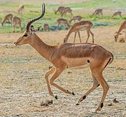 Several brown bovids