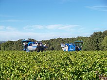 Photographie montrant une vigne récoltée par deux machines à vendanger ; ce cas peut être utile dans les grandes parcelles ou quand un orage menace.