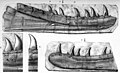 "Newtonsaurus"