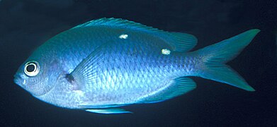 Chromis dispilus