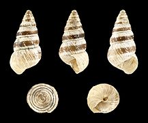 Cochlicella barbara (Slender form)