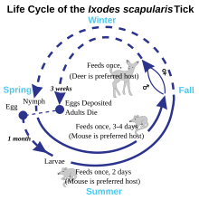 Schéma du cycle de vie d'une tique.