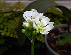 Ombelle florale de Dionée.